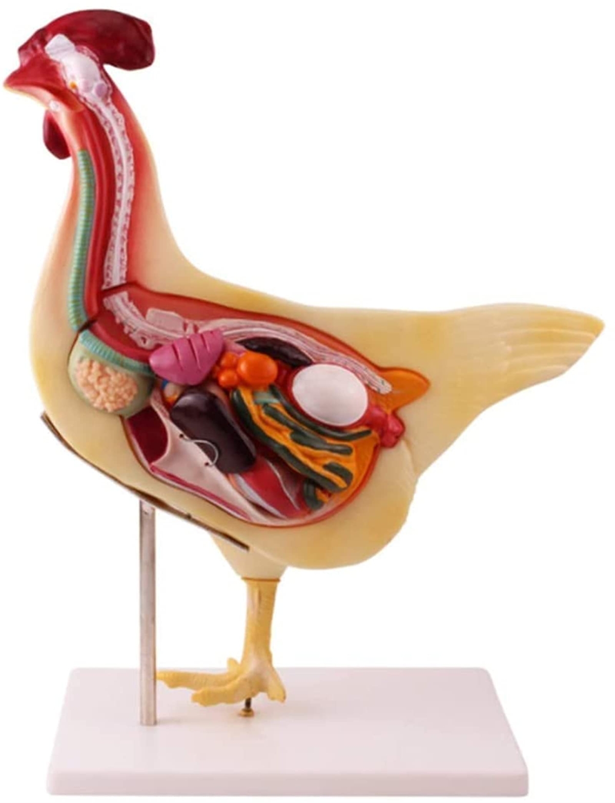MODELO ANATOMICO DA GALINHA