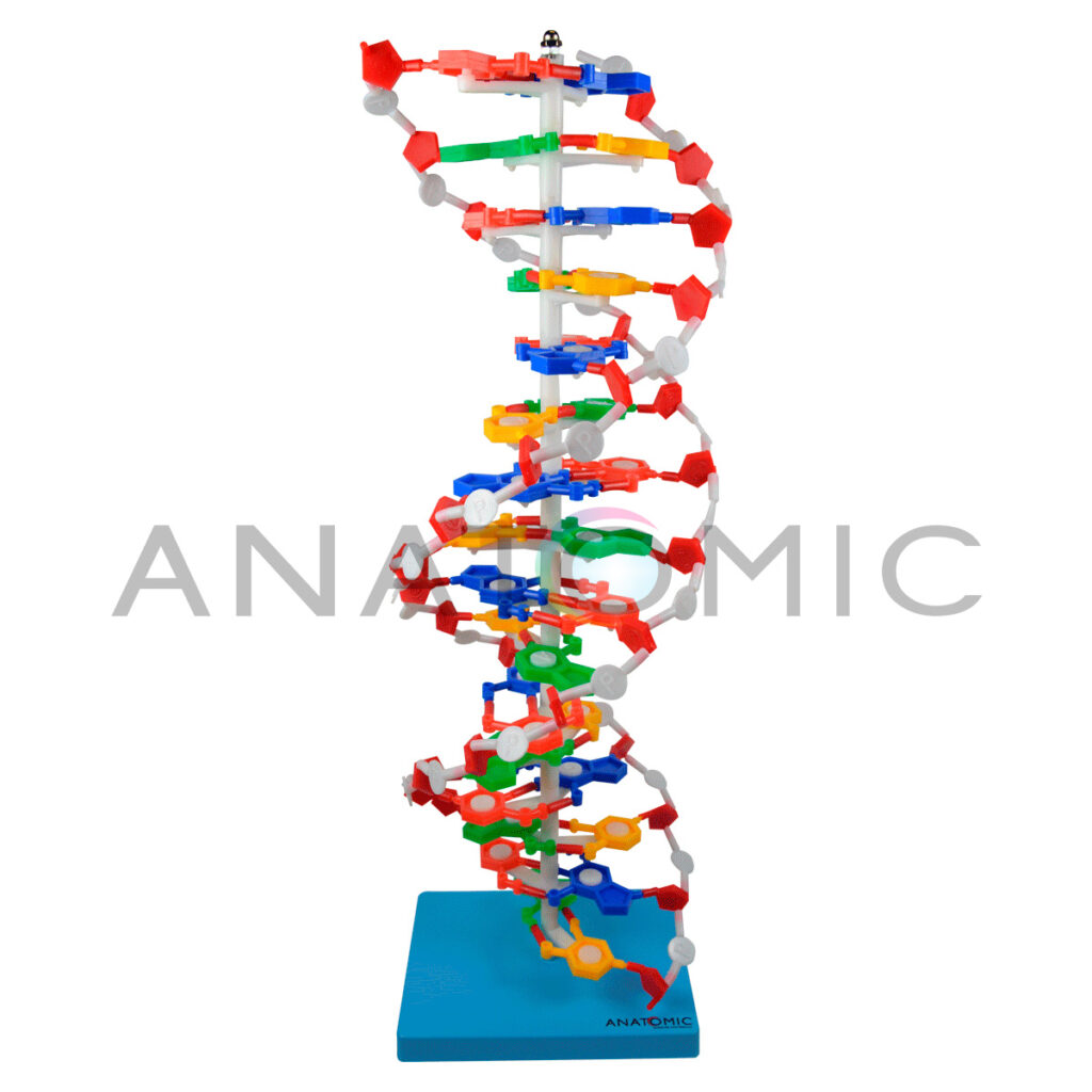 MODELO ANATOMICO DUPLA HELICE DE DNA