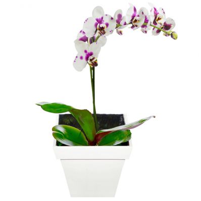 Fally 1 Haste (orquidea phalaenopsis)