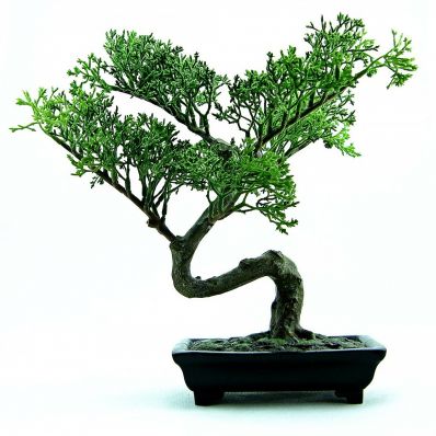 Bonsai Médio