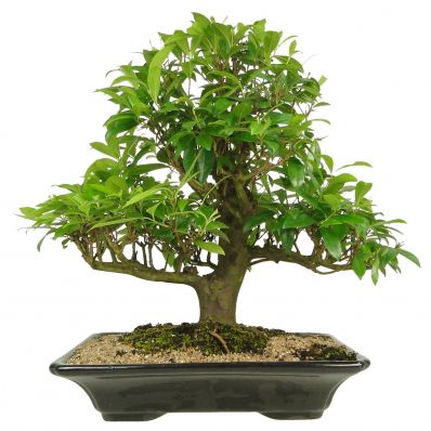 Bonsai Pequeno