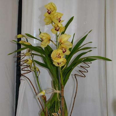 Cymbidium Orquídea