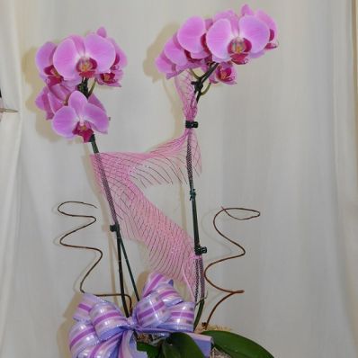 Fally 2 Hastes (orquidea phalaenopsis)