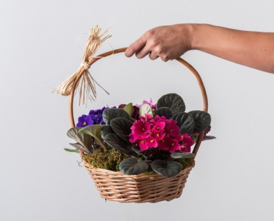 Cesta com 3 Violetas 