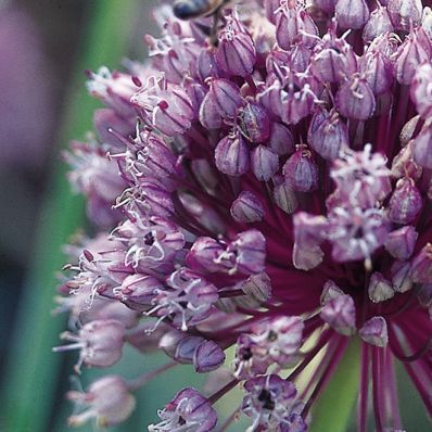 ALLIUM - S.G 30ML